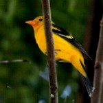 Western tanager male (Piranga ludoviciana)