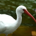White ibis (Eudocimus albus)
