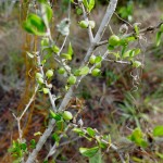 White indigoberry (Randia aculeata)