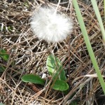 White sunbonnets (Chaptalia albicans)