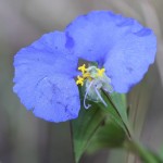 Whitemouth dayflower (Commelina erecta)