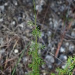 Whitetassels (Dalea carnea)