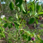 Wild-sage (Lantana involucrata)