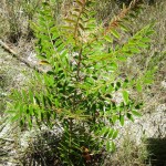 Winged sumac (Rhus copallinum)
