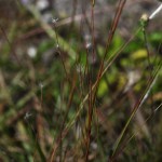 Wire bluestem (Schizachyrium gracile)