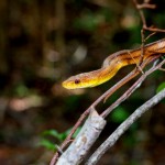 Yellow rat snake (Pantherophis alleghaniensis)