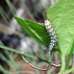 Zebra longwing larvae (Heliconius charitonia)