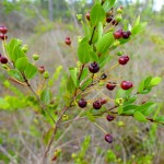 Long-stalked stopper (Mosiera longipes)