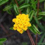 Pineland lantana (Lantana depressa var. depressa)
