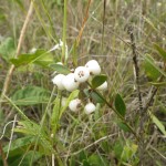 Pineland snowberry (Chiococca parvifolia)