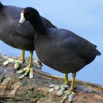 American coot (Fulica americana)