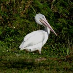 American white pelican immature (Pelecanus erythrorhynchos)