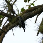 Black-and-white warbler (Mniotilta varia)