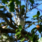 Blue-gray gnatcatcher male (Polioptila caerulea)