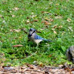 Blue jay (Cyanocitta cristata)