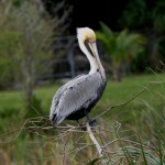 Brown pelican (Pelecanus occidentalis)