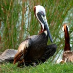 Brown pelican breeding plumage (Pelecanus occidentalis)