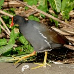 Common moorhen (Gallinula chloropus)