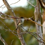 Eastern phoebe winter plumage (Sayornis phoebe)