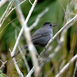 Gray catbird (Dumetella carolinensis)