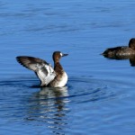 Lesser scaup female (Aythya affinis)