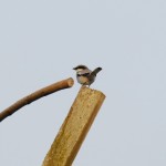 Loggerhead shrike (Lanius ludovicianus)