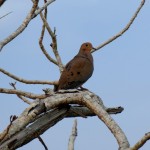 Mourning dove (Zenaida macroura)