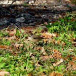 Palm warbler winter plumage (Dendroica palmarum)