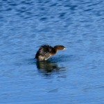 Pied-billed Grebe winter plumage (Podilymbus podiceps)