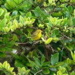 Prairie warbler (Dendroica discolor)