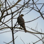 Sharp-shinned hawk (Accipiter striatus)