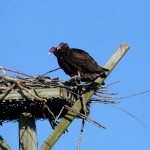 Turkey vulture (Cathartes aura)
