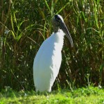 Wood stork (Mycteria americana)