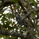Yellow-bellied sapsucker female (Sphyrapicus varius)