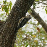 Yellow-bellied sapsucker juvenile (Sphyrapicus varius)