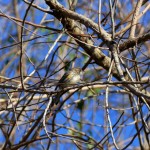 Yellow-rumped warbler female (Dendronica coronata)