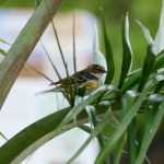 Yellow-rumped warbler male (Dendroica coronata)